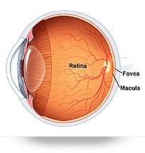 Retina