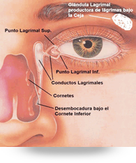 vias lagrimales